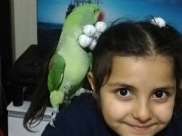 Dişi İskender Papağanı Yarı Evcil Damızlık
