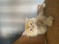 3 aylık sarı chinchilla