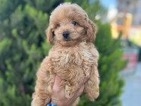 Poodle yavrumuz