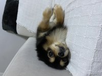 POMERANIAN spitz