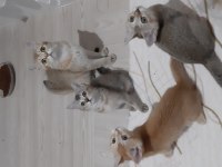 British shorthair yavrularımız