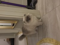 ÜCRETSİZ SAHİPLENDİRME 11 AYLIK KEDİMİZ