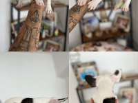 french bulldog yavru
