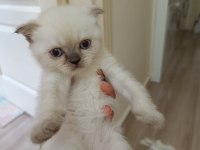 Scottish fold dişi ve erkek yavru kediler
