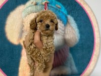 Maltipoo minnaklar