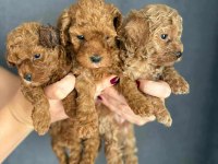 Orji̇nal Red Brown Face Baby Toy Poodle Yavrular