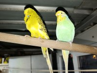Jumbo Muhabbet Kuşu