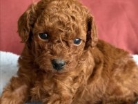 Kalite Toy Poodle Yavrularımız yeni ailelerini bekliyor