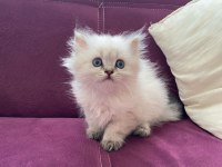 British Longhair Yavru Kedilerimiz Teslime Hazırdır