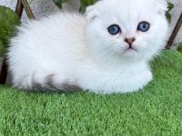 Scottish Fold Dişi