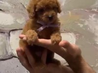 Uygun fiyata toy poodle dişi