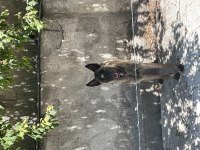 Belçika malinois köpeğimiz