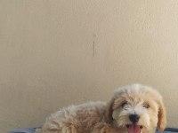 Oyun oynayıp insanları Güldürmek onun işi maltipoo