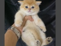 ÖZEL OLMAK İSTEYENE GOLDEN NY12 KEDİLERİMİZ