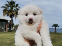 Pomeranian spitz yavrular