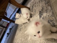 British longhair british shorthair