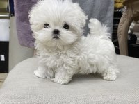 Fincan Maltese