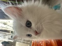 2 aylık satılık british longhair odd eyes