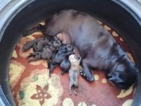 Pug yavruları