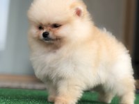 2.5 aylık üst kalite erkek Pomeranian boo yavruları