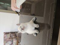2 aylık safkan british shorthair