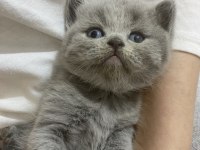 British shorthair erkek bebek
