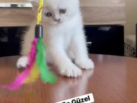 Gold Point British Shorthair