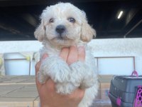 SAĞLIK IRK GARANTİLİ MALTİPOO YAVRULAR