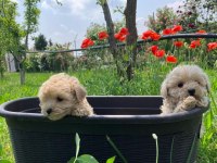 IRK GARANTİLİ MALTİPOO YAVRULARI