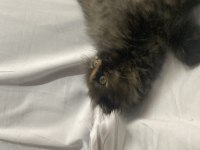 British longhair kırması