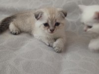 Scottish fold blue point