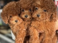 Irk Ve Sağlık Garantili Toy Poodle Bebekler