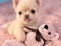 Safkan Bir Erkek Chihuahua