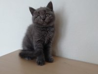 British shorthair erkek