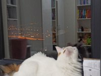 2 yaşında tekir ev kedisi