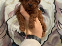 MUTLULUK SEBEBİ TOY POODLE BEBEKLERİM