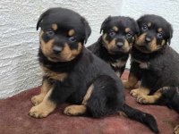 Rottweiler yavruları ırk garantilidir