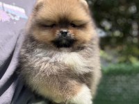 Yakışıklı Teddy Boo Pomeranian