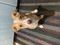 Terrier kızıma ömürlük yuva arıyorum