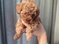 Evde büyüyen poodle yavrular