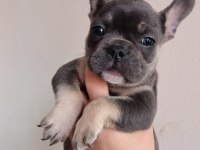 Egzotic blue tan erkek french bulldog yavrular