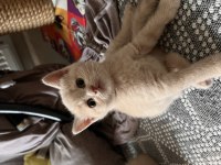 Tam bir barbie british shorthair