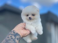 Gülen surat Pomerian booo bebekler 