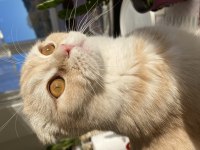 Scottish fold oğlumuza eş