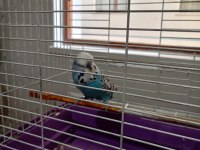 Sahiplendirilecek muhabbet kuşu