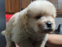 Chow chow yavru