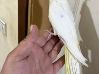 4 AYLIK EĞİTİME AÇIK %100 ERKEK LUTİNO SULTAN YAVRU