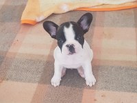 French bulldog oğlum yuvasını arıyor ilk aşısı var uygun