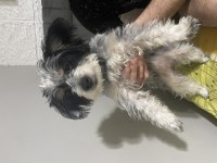 Köpeğimiz Şilaya geçici yuva