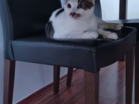 KEDİMİZ CEKUYA YUVA ÜCRETSİZ Kısırlaştırılmış